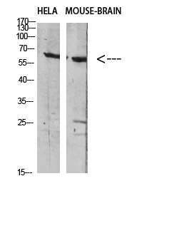 Fig.1. Western blot analysis of HELA Mouse-BRAIN Cell Lysate using antibody. Secondary antibody (catalog#: A21020) was diluted at 1:20000.