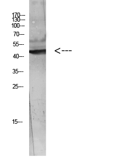 Fig.1. Western blot analysis of Hela Cell Lysate using antibody. Secondary antibody (catalog#: A21020) was diluted at 1:20000.