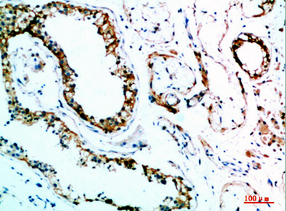 Fig.2. Immunohistochemical analysis of paraffin-embedded human-testis, antibody was diluted at 1:200.