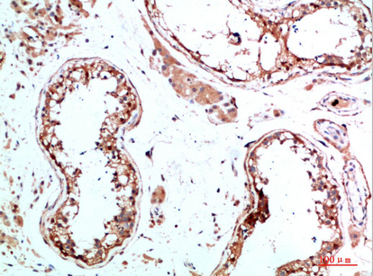 Fig.3. Immunohistochemical analysis of paraffin-embedded human-testis, antibody was diluted at 1:200.
