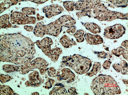 Fig.2. Immunohistochemical analysis of paraffin-embedded human-placenta, antibody was diluted at 1:200.