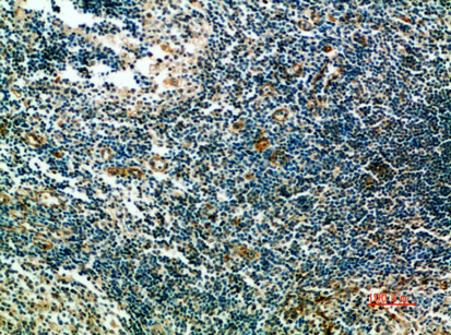 Fig. Immunohistochemical analysis of paraffin-embedded human-tonsils, antibody was diluted at 1:200.