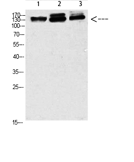 Fig.1. Western blot analysis of 823 293T-UV HELA Cell Lysate, antibody was diluted at 1:1000. Secondary antibody (catalog#: A21020) was diluted at 1:20000.