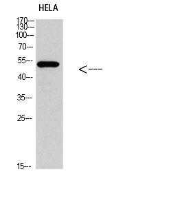 Fig. Western blot analysis of HELA Cell Lysate, antibody was diluted at 1:1000. Secondary antibody (catalog#: A21020) was diluted at 1:20000.