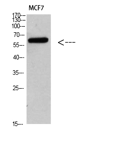 Fig.1. Western blot analysis of MCF7 Cell Lysate, antibody was diluted at 1:1000. Secondary antibody (catalog#: A21020) was diluted at 1:20000.