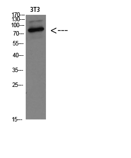 Fig.1. Western blot analysis of 3T3 Cell Lysate, antibody was diluted at 1:1000. Secondary antibody (catalog#: A21020) was diluted at 1:20000.