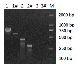 Fig2. Agarose gel electrophoresis diagram for PCR detection of amplified products. 1, 2 and 3 were the products of 1st PCR. 1#, 2#, 3# were the corresponding 2nd PCR products. The templates for each lane are: 1 and 1#, Positive Control Template; 2 and 2#, mycoplasma contaminated cell supernatant; 3 and 3# Sterilized water. M stands for DNA marker.