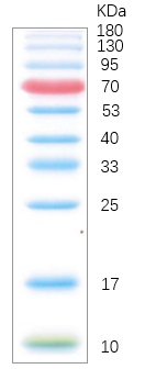 Fig. Image is from a 15% Tris-glycine gel (SDS-PAGE) transferred to membrane using Abbkine Colorcode Prestained Protein Marker (10-180 kDa). Loading volume: 5ul.