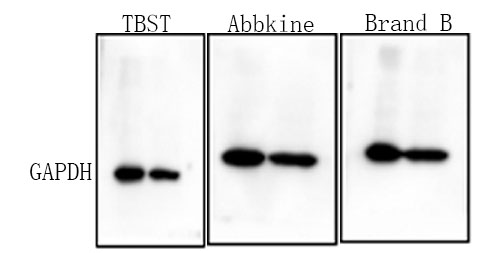 Fig.1.WB result comparison between BMP4010 and other brand shows Abbkine Universal Antibody Diluent Buffer detects a more obvious signal.
Sample: Hela Cells;.