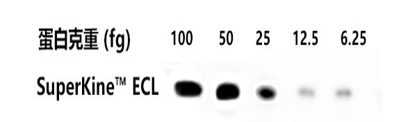 Fig. 圖：樣本為重組蛋白TNF-α蛋白（PRP1113，17KD）,一抗為TNF-α Polyclonal Antibody（ABP0127，1：2500），二抗為HRP, Goat Anti-rabbit IgG（A21020，1：10000），曝光時間為30s。