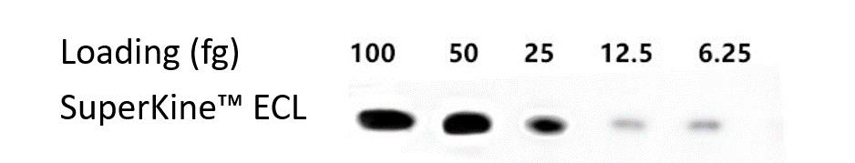 Fig. The sample is Mouse TNF-alpha protein (PRP1113, 17KD), the primary antibody is TNF-α Polyclonal Antibody (ABP0127, 1:2500), and the secondary antibody is HRP, Goat Anti-rabbit IgG (A21020, 1:10000). The exposure time is 30s.