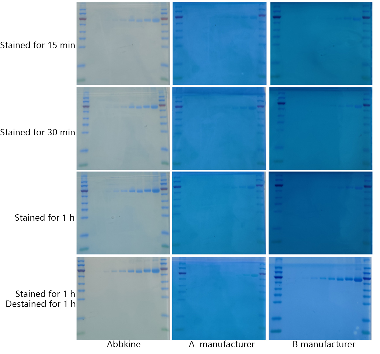 Fig.1 SuperKine™ Protein Gel Fast Staining Solution (Coomassie Blue) was used to stained BSA and compared with staining solutions from A manufcturer and B manufcturer. The sample loading are Marker, 10 ng, 20 ng, 50 ng, 100 ng, 200 ng, 500 ng, 1000 ng, 2000 ng, 5000 ng, Marker respectively. The SuperKine™ Protein Gel Fast Staining Solution (Coomassie Blue) from Abbkine showed much clearer and cleaner results, no matter they were stained for 15 min or 1 h.