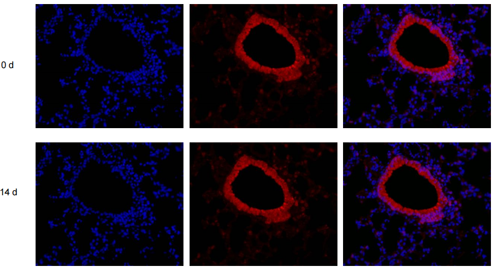  Fig. Enhanced Antifade Mounting Medium with DAPI on paraffin sections of mouse lung tissue. Primary antibody CD34 (Cat #: ABP0068, dilution ratio 1:200), Dylight 594, Goat Anti-Mouse IgG (Cat #: A23410, dilution ratio 1:200).