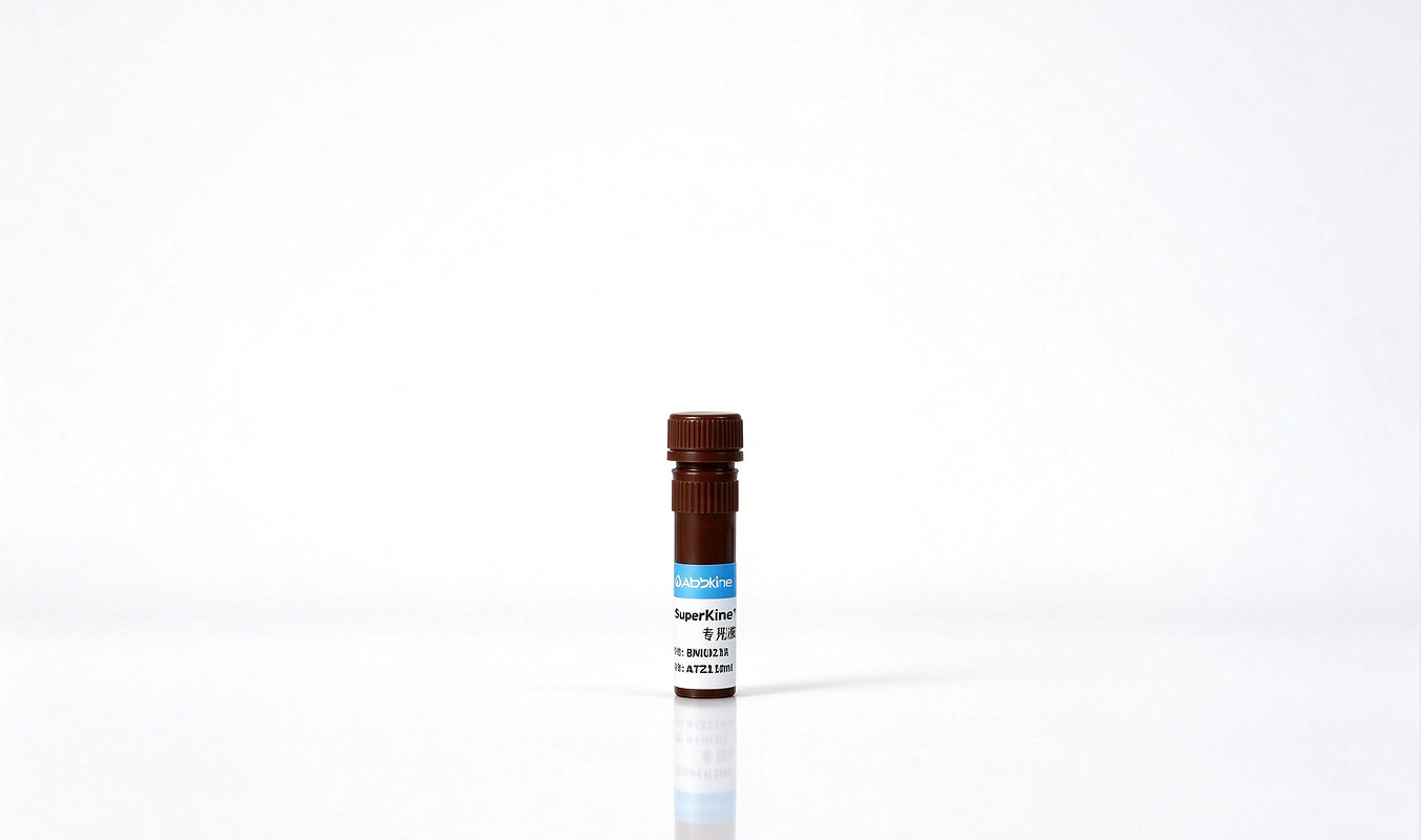 Fig. SuperKine™ Dilution Solution for Ultra-Sensitive ECL dilution effect. After diluting ECL Reagent A at 1:100 and mixing 1:1 with ECL Reagent B to prepare the working solution, the signal overexposure, band whitening, high background and signal quenching in high-abundance protein detection are effectively controlled, with clear, uniform bands and stable imaging.