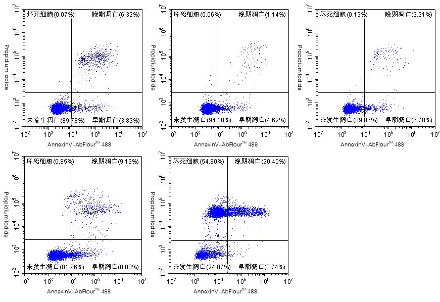 Fig.3. Hela cells were induced with camptothecin of 4 different concentration(0、1:8000、1:4000、1:2000、1:1000) for 24 hours and stained with Annexin V- AbFluor™ 488 /PI Apoptosis Detection Kit. The combination of AbFluor™ 488 and propidium iodide allows for the distinction between early apoptotic cells (Annexin V- AbFluor™ 488 positive), late apoptotic and/or necrotic cells (Annexin V- AbFluor™ 488 and propidium iodide positive), and viable cells (unstained).