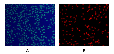 Fig.1. Hela cells stained with Abbkine Live and Dead Cell Double Staining Kit. 
A: Live cells stain green, B: Dead cells (30min incubation in 70% ethanol) stain red.
