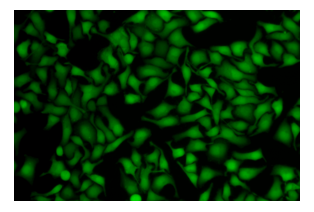 Fig. Hela cells stained with Abbkine Live Cell Tracking Kit (Green Fluorescence).