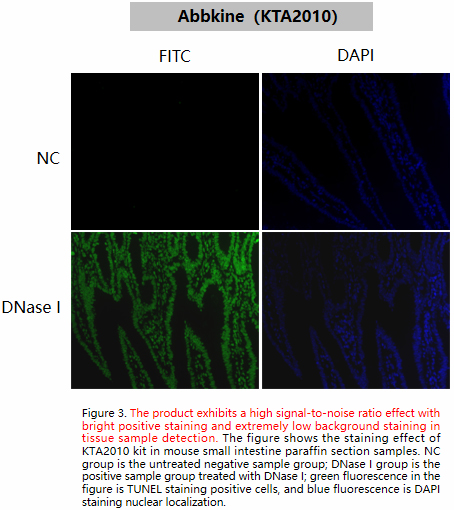 Fig. Fluorescence images using Abbkine TUNEL Apoptosis Detection Kit (Green Fluorescence) in HeLa cells with the treatment of 10 U/mL Dnase I for 10min.