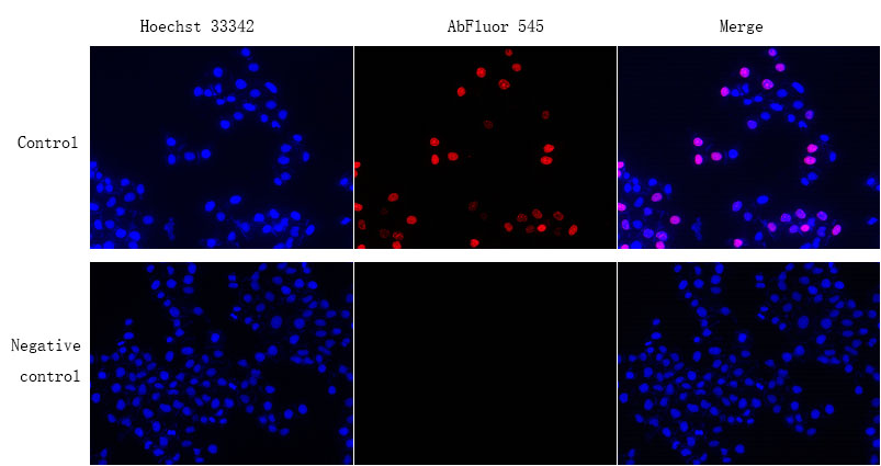 Fig. Proliferating Hela cells detected using Cell Proliferation EdU Image Kit (Orange Fluorescence).