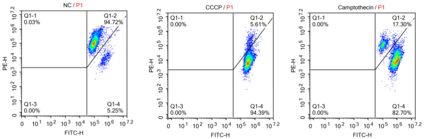 Fig. Hela cells stained with Abbkine Mitochondrial Membrane Potential Assay Kit (JC-1).
A: Red fluorescence indicates healthy mitochondria, B: Green fluorescence indicates mitochondria in poor health (30min incubation in 20uM CCCP).<br>Figure2. Flow cytometry results of Jurkat cells using the Mitochondrial Membrane Potential Assay Kit (JC-1). Normal Jurkat cells (NC, on the left) have a small amount of apoptosis, manifested by the presence of a few cells with reduced mitochondrial membrane potential. Cells treated with CCCP (CCCP, in the middle) have almost all their mitochondrial membrane potentials reduced. After 16 hours of treatment with 5 μM camptothecin on Jurkat cells (Camptothecin, on the right), a large number of cells with reduced mitochondrial membrane potential are observed.