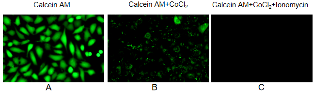 Fig. L929 cells was incubated with L929 cells Calcein AM (1X), and the cytoplasm including mitochondria emitted strong green fluorescence (A). After cells were further incubated with CoCl2 (1mM), the green fluorescence of Calcein in the cytoplasm was quenched by CoCl2, leaving only the green fluorescence in mitochondria (B). Cells treated with Ionomycin (0.25μM) induced a large amount of extracellular Ca2+ into the cell, excessive Ca2+ into the mitochondrial matrix, resulting in the opening of MPTP, partial release of Calcein from the mitochondria, and the introduction of cobalt ions into the mitochondria and green fluorescence quenching of Calcein (C).