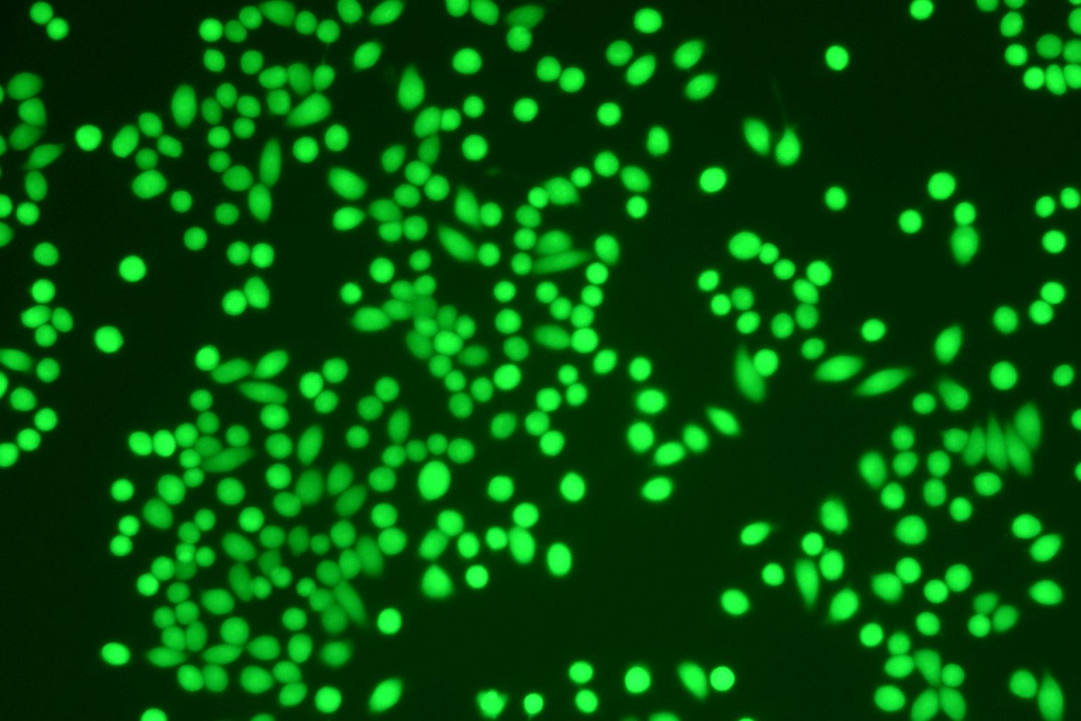 Fig.CFDA SE Cell Proliferation and Cell Tracking Kit