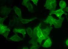 Fig.  Hela cells stained with TraKine™ Cell Plasma Membrane Staining Kit (Green Fluorescence).