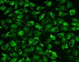 Fig.  Hela cells stained with TraKine™ Mitochondrion Staining Kit (Green Fluorescence).