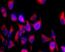 Fig.  Hela cells stained with TraKine™ Mitochondrion Staining Kit (Orange Fluorescence).