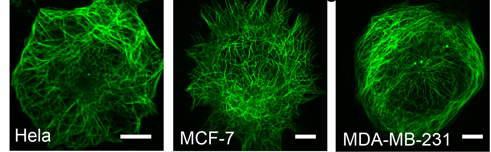 Fig.3. Confocal imaging results of other cells using Abbkine TraKine™ Pro Live-cell Tubulin-traker kit (Green Fluorescence).