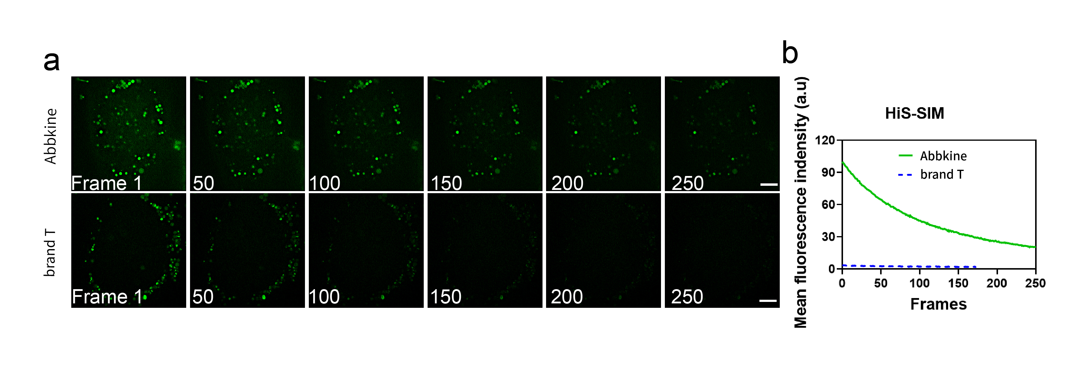 Fig.1.Long time series images (a, c) and corresponding fluorescence bleaching curves (b, d) were obtained by using HiS SIM Abbkine TraKine™ Pro Live-cell Lyso-traker kit (Green Fluorescence)and Spining disk confocal microscopy of Tubulin Green and commercially available Lyso Tracker Green on U-2 OS cells, respectively. Scale bars: 5 μM.