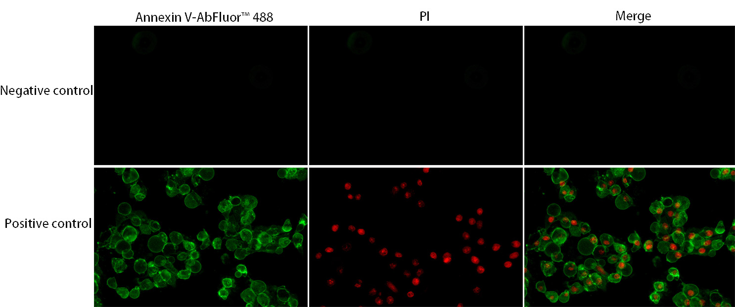 Fig.1. Annexin V-AbFluor 488 Apoptosis Detection Kit was used to detect the apoptosis effect of HeLa cells after apoptosis induction 