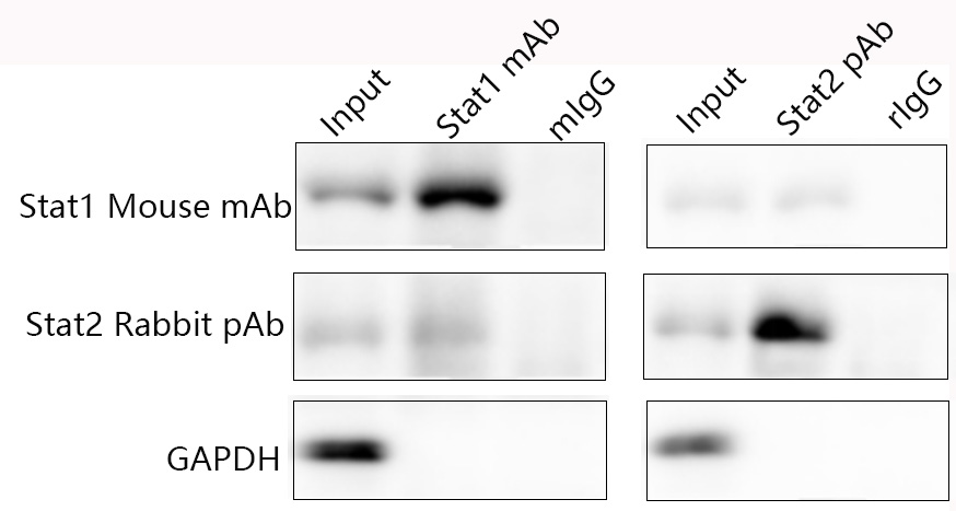 Fig.1. Protein was extracted from the non-denaturing Lysis Buffer, then it was verified by Co-IP. While the whole cell lysates (Input) and Co-IP samples were validated with Stat1 monoclonal antibody, Stat2 polyclonal antibody, and GAPDH monoclonal antibody respectively by WB.