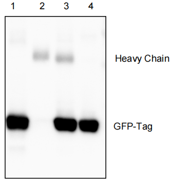Figure. The immunoprecipitation effect of Anti-GFP Magnetic IP Kit used for GFP-Tag fusion protein. HEK293T cells were transfected with GFP-Tag plasmid. Lane 1 was whole cell lysate (WCL); Lane 2 was the immunoprecipitation sample of Mouse IgG Magnetic Beads eluted by 1×SDS-PAGE Loading Buffer; Lane 3 was the immunoprecipitation sample of Anti-GFP Magnetic Beads eluted by 1×SDS-PAGE Loading Buffer. Lane 4 was the immunoprecipitation sample of Anti-GFP Magnetic Beads eluted by Elution Buffer. By using acid elution, only contained GFP-Tag fusion protein, did not contain heavy and light chains of antibody.