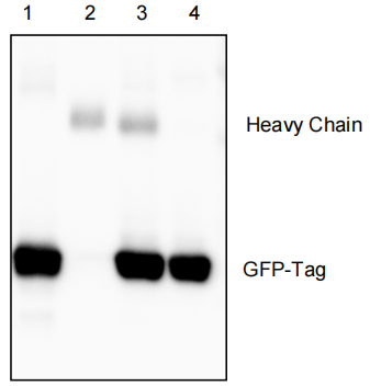 GFP标签蛋白免疫沉淀试剂盒用于GFP-Tag融合蛋白的免疫沉淀效果