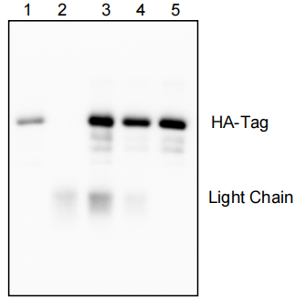 Figure. The immunoprecipitation effect of Anti-HA Magnetic IP Kit used for HA-Tag fusion protein. HEK293T cells were transfected with HA-Tag plasmid. Lane 1 was whole cell lysate (WCL); Lane 2 was the immunoprecipitation sample of Mouse IgG Magnetic Beads eluted by 1×SDS-PAGE Loading Buffer; Lane 3 was the immunoprecipitation sample of Anti-HA Magnetic Beads eluted by 1×SDS-PAGE Loading Buffer. Lane 4 was the immunoprecipitation sample of Anti-HA Magnetic Beads eluted by Elution Buffer; Lane 5 was the immunoprecipitation sample of Anti-HA Magnetic Beads eluted by Working HA Peptide. By using peptide elution and acid elution, only contained HA-Tag fusion protein, did not contain heavy and light chains of antibody.