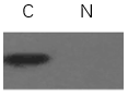 Fig.1. 使用ExKine? 細胞核蛋白與胞漿蛋白提取試劑盒對特定蛋白進行蛋白質印跡。樣本：293T細胞裂解物；C：使用α-tubulin 抗體（A01080）分析細胞質提取物。N：使用α-tubulin抗體（A01080）分析核提取物。