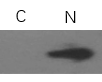 Fig.2.  使用ExKine? 細胞核蛋白與胞漿蛋白提取試劑盒對特定蛋白進行蛋白質印跡。樣本：293T細胞裂解物；C：使用Histone H3抗體（A01070）分析細胞質提取物。N：使用Histone H3抗體（A01070）分析核提取物。