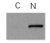 Fig. Western blot of specific proteins fraction using Abbkine ExKine™ Nuclear Protein Extraction Kit. Sample: 293T cells lysate. C: cytoplasmic extraction was analyzed using Histone H3 antibody (A01070). N: nuclear extraction was analyzed using Histone H3 antibody (A01070).