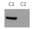Fig. Western blot of specific proteins fraction using Abbkine ExKine™ Cytoplasmic Protein Extraction Kit. Sample: 293T cells lysate. C1: cytoplasmic extraction was analyzed using α-tubulin antibody (A01080). C2: cytoplasmic extraction was analyzed using Histone H3 antibody (A01070).