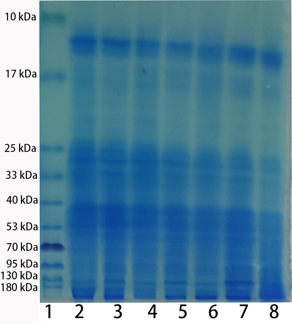 Fig.1 Protein profiles of mouse liver extracted by denatureing lysis buffer and native buffer from different manufacturers. Extracted proteins were separated in 10% SDS-PAGE and stained with coomassie blue. Lane 1, Marker; Lane 2, native buffer from A manufacturer; Lane 3, native buffer from Abbkine; Lane 4, denatureing lysis buffer from A manufacturer; Lane 5, denatureing lysis buffer from B manufacturer; Lane 6, denatureing lysis buffer from C manufacturer; Lane 7, denatureing lysis buffer from Abbkine; Lane 8, denatureing lysis buffer from D manufacturer.