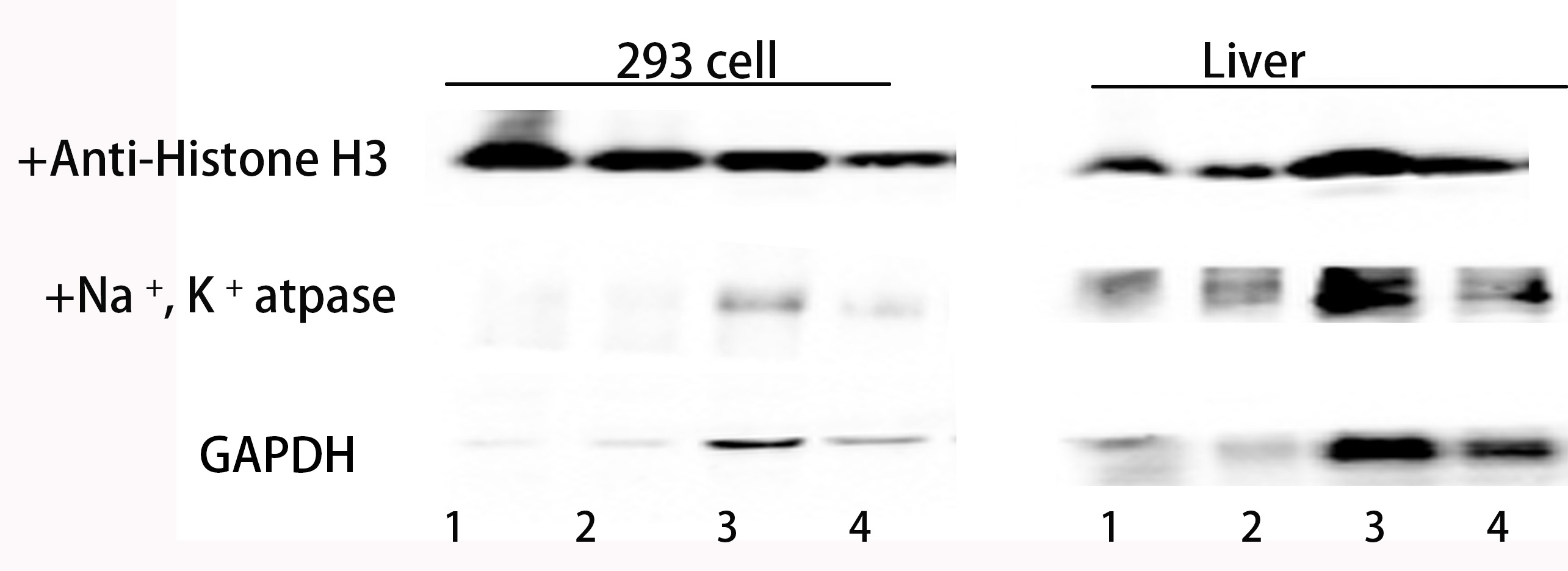 Fig.2 Total proteins were extracted from 293 cells and mouse liver. Lane 1, 5 μL proteins extracted by B assay kits; Lane 2, 2.5 μL proteins extracted by B assay kits; Lane 3, 5 μL proteins extracted by Abbkine assay kits; Lane 4, 2.5 μL proteins extracted by Abbkine assay kits.