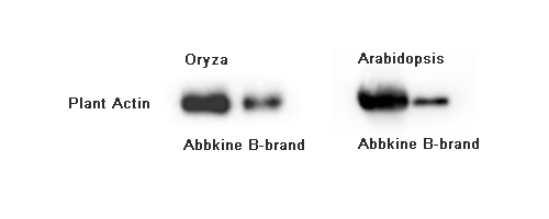 Fig 1. Total proteins were extracted from different plants (Oryza, Arabidopsis). Lane left, proteins extracted by Abbkine Assay Kits. Lane right, proteins extracted by B-brand Assay Kits. After blocking, incubate with primary antibody (A01050, 1:5000), incubate secondary antibody (A21010，1:10000), Chemiluminescence (BMU101-EN).