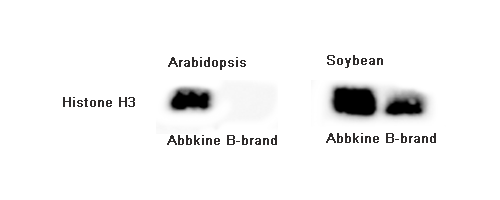 Fig 2. Total proteins were extracted from different plants (Arabidopsis, Soybeans). Lane left, proteins extracted by Abbkine Assay Kits. Lane right, proteins extracted by B-brand Assay Kits. After blocking, incubate with primary antibody (A01070, 1:5000), incubate secondary antibody (A21010，1:10000), Chemiluminescence (BMU101-EN).