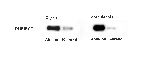 Fig 3. Total proteins were extracted from different plants (Oryza, Arabidopsis). Lane left, proteins extracted by Abbkine Assay Kits. Lane right, proteins extracted by B-brand Assay Kits. After blocking, incubate with primary antibody (A01110, 1:5000), incubate secondary antibody (A21010，1:10000), Chemiluminescence (BMU101-EN).