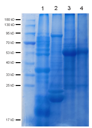 Fig 4. Plant protein profiles extracted by denaturing cell lysis buffer (Abbkine KTP3008). Extracted proteins were separated in 12% SDS-PAGE and stained with coomassie blue (BMU105-EN). Lane 1, soybean; lane 2, maize; lane 3, spinach; lane 4, Arabidopsis.