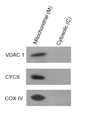 Fig. 293T cells were extracted with ExKine™ Mitochondrion Extraction Kit (Cultured Cells). Mitochondrial (M) and Cytosolic  (C) fractions were analyzed by WB using cytochrome c antibody (cat#ABM40191), VDAC1 antibody (cat#ABP53121) and COX IV antibody (cat#A01060).