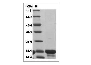 Fig.SDS-PAGE analysis of Human IL-18 protein.