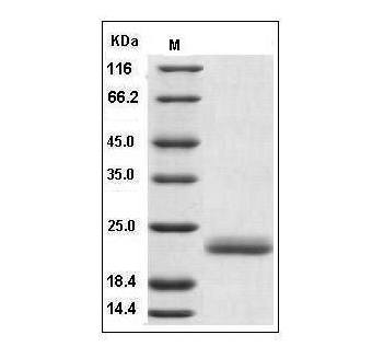 Fig.SDS-PAGE analysis of Human IL-1 alpha protein.