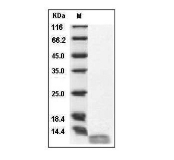 Fig.SDS-PAGE analysis of Human IL-13 protein.